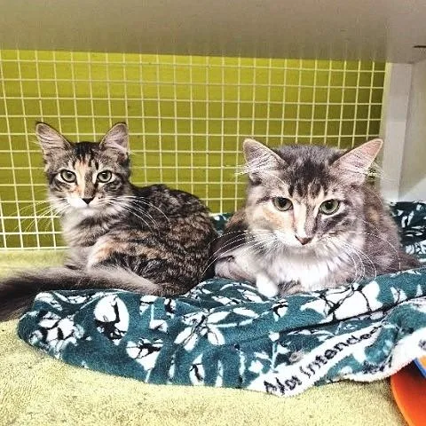 A baby medium-sized female Dilute Tortoiseshell cat named Bliss for adoption in Salt Lake City, UT
