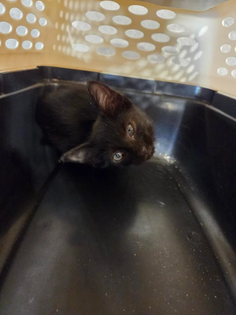 A baby small-sized female Domestic Short Hair cat named Roxie for adoption in Bossier City, LA