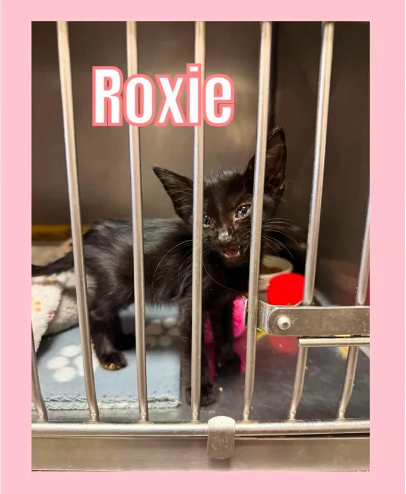 Roxie thumbnail 2