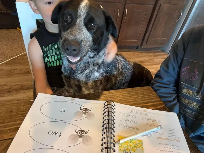 An adult large-sized female Australian Cattle Dog / Blue Heeler dog named Holly for adoption in Covington, TX