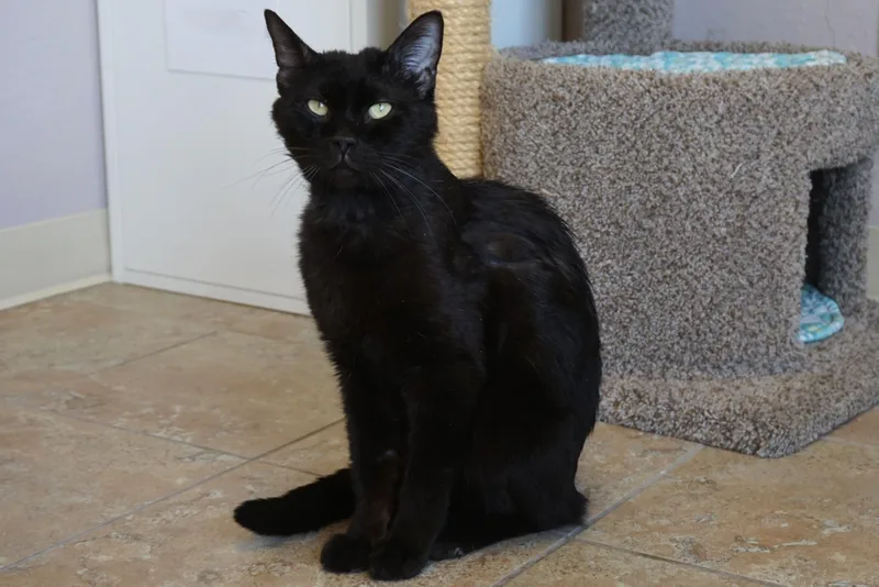 An adult medium-sized male Domestic Short Hair cat named Jiji Ii for adoption in Fountain Hills, AZ