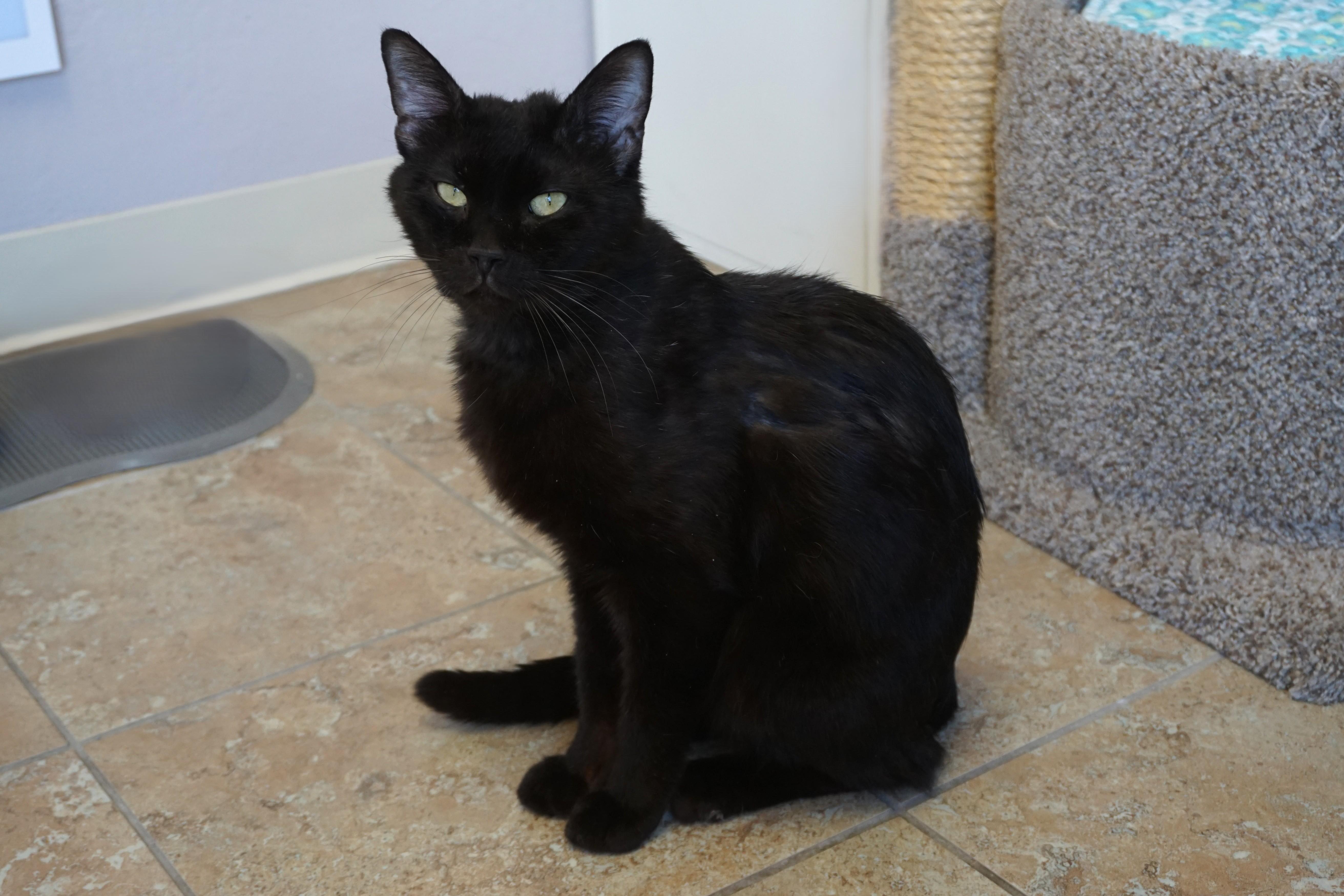 Jiji Ii thumbnail 2