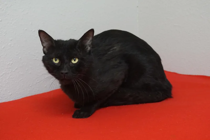 Jiji Ii thumbnail 3