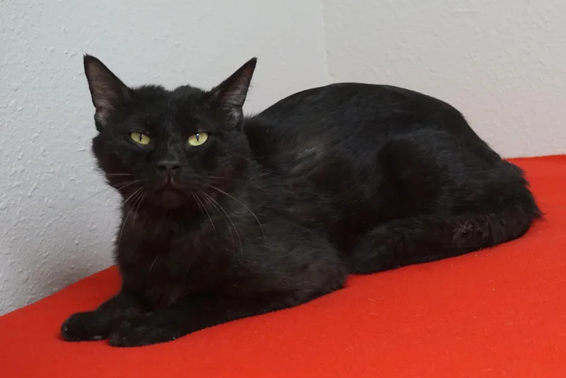 Jiji Ii thumbnail 4