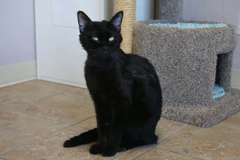 Jiji Ii thumbnail 5