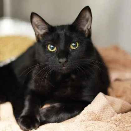 A baby small-sized female Black Domestic Short Hair cat named Cookie for adoption in Atlanta, GA