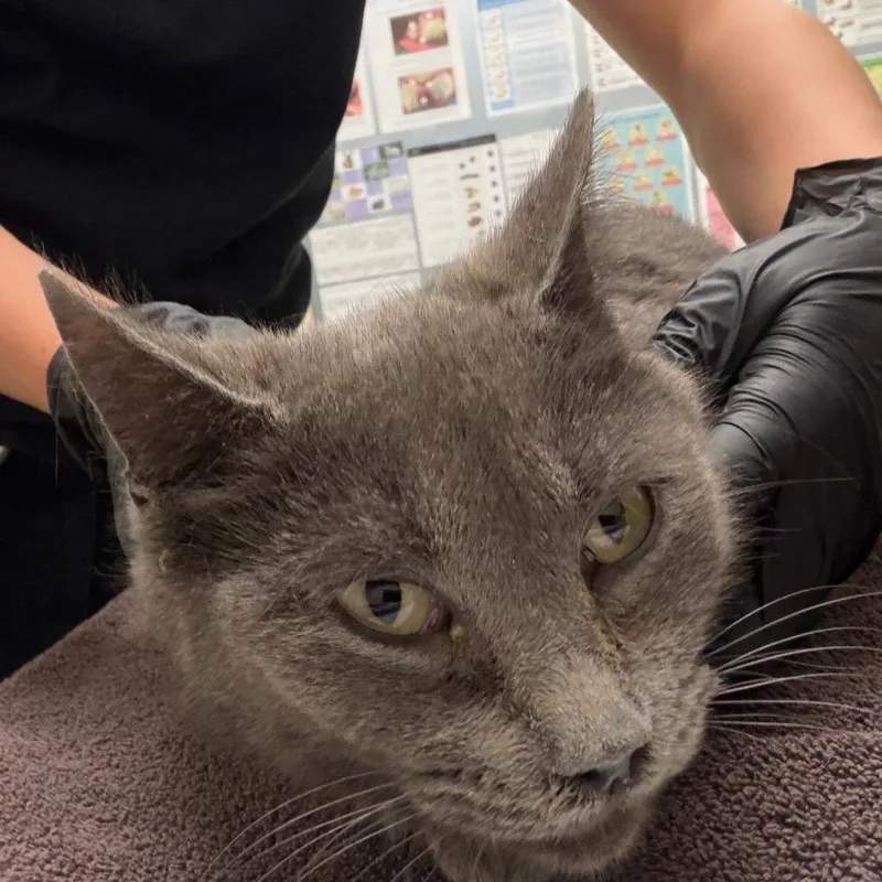 An adult medium-sized female Gray / Blue / Silver Domestic Short Hair cat named Nenita for adoption in Murray, UT