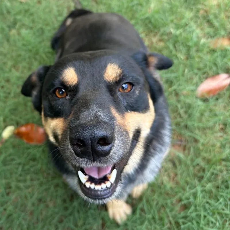 A young medium-sized male Bicolor Australian Cattle Dog / Blue Heeler dog named Kodiak for adoption in Moyock, NC