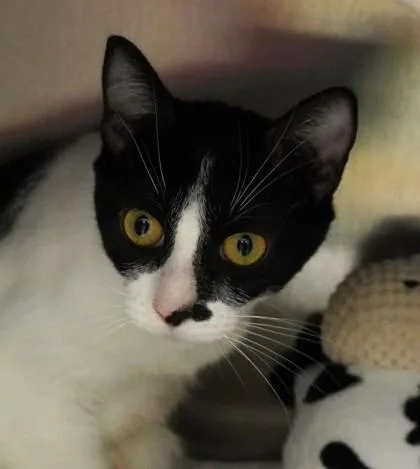 A young large-sized female Domestic Short Hair cat named Minnie for adoption in Eugene, OR