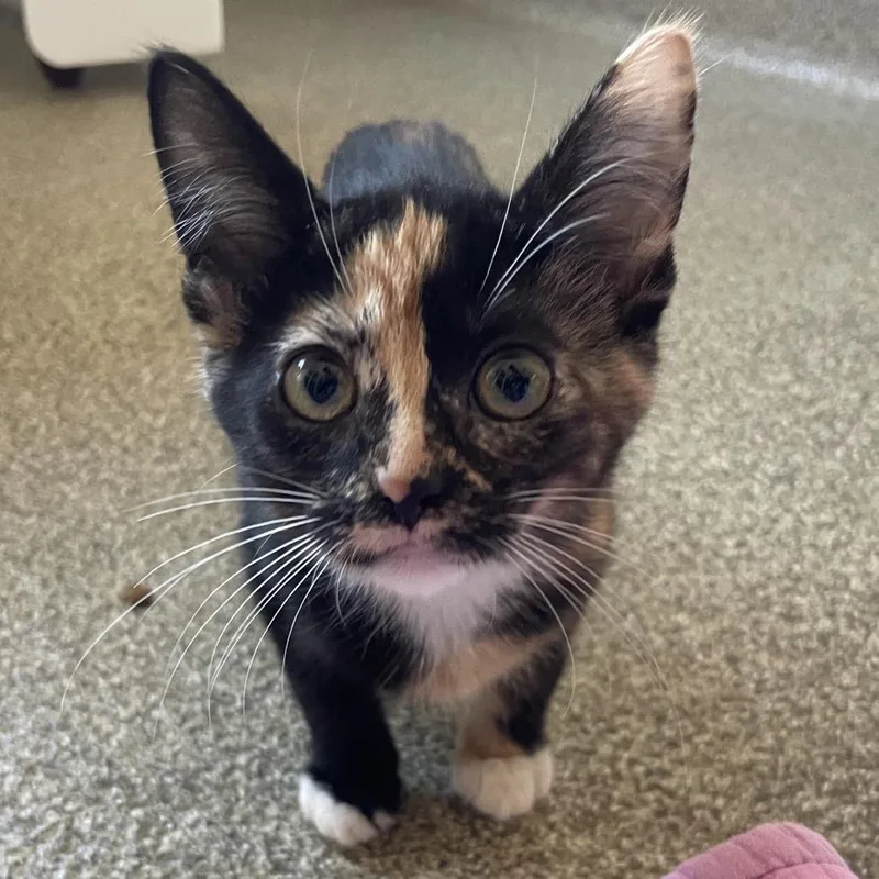 A baby small-sized female Brown / Chocolate Domestic Short Hair cat named Miltonia for adoption in Chicago, IL