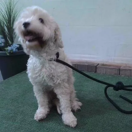 An adult small-sized female Brown / Chocolate Maltese dog named Lily for adoption in San Gabriel, CA