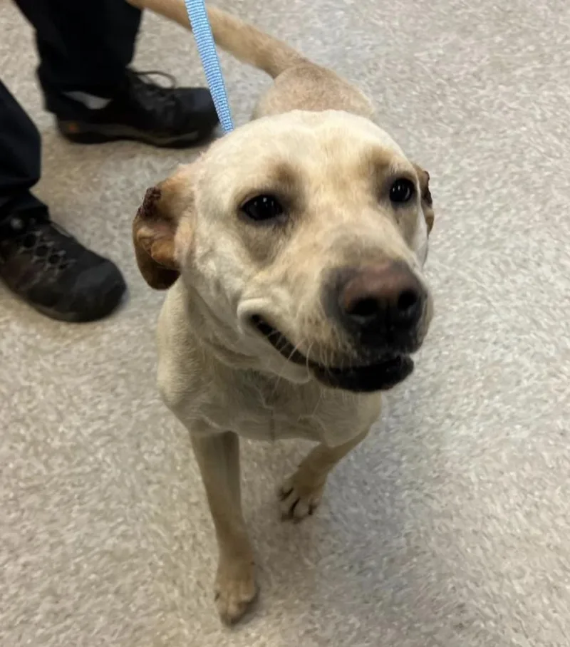 Cochrane  Ladybird thumbnail 2