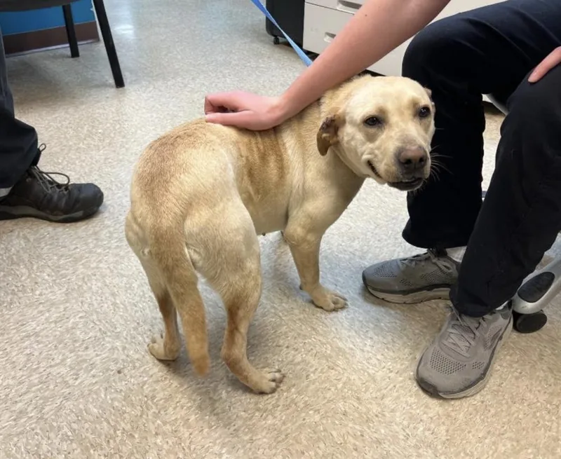 Cochrane  Ladybird thumbnail 3