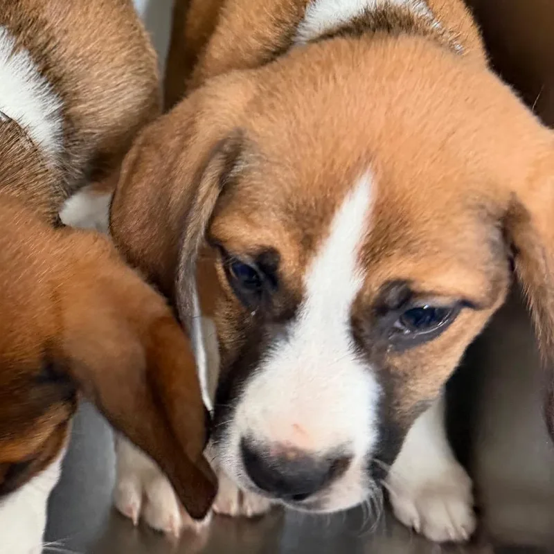 A baby medium-sized female Brown / Chocolate Beagle dog named Muse Noelle for adoption in New Orleans, LA