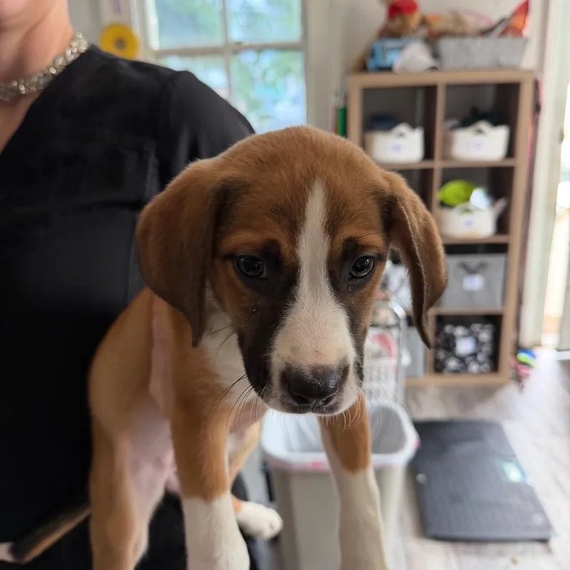 Muse Noelle thumbnail 2