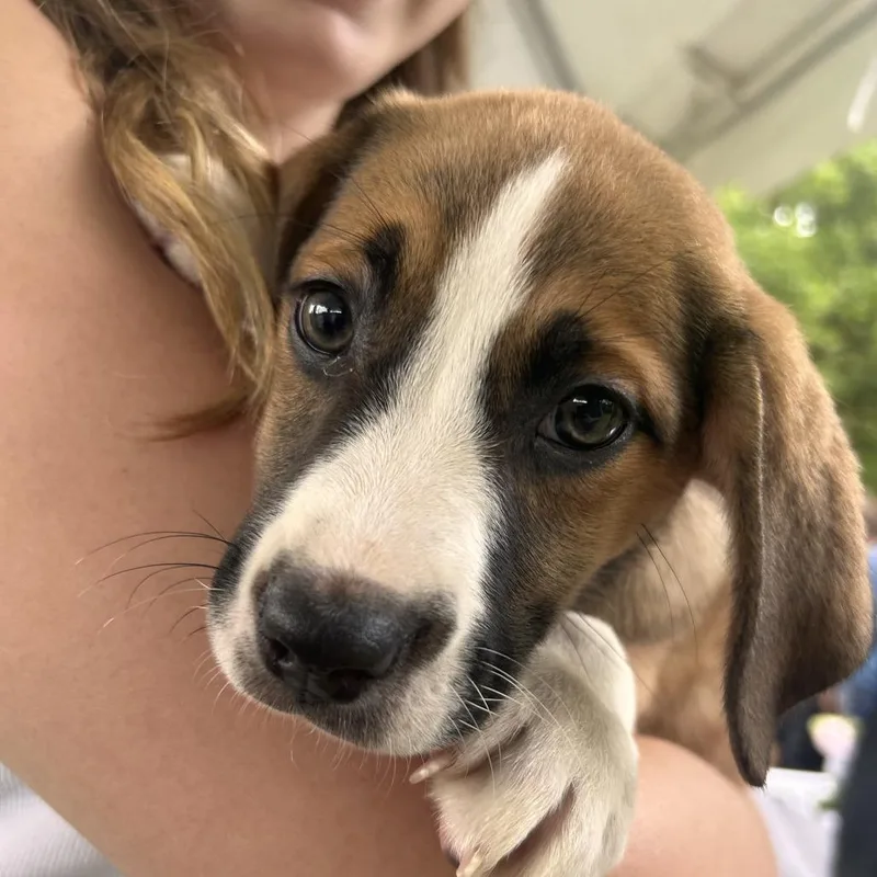 Muse Noelle thumbnail 3