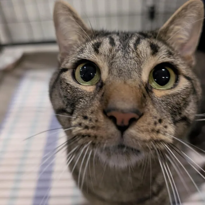 An adult large-sized male Brown / Chocolate Domestic Short Hair cat named Pebbles for adoption in Novelty, OH