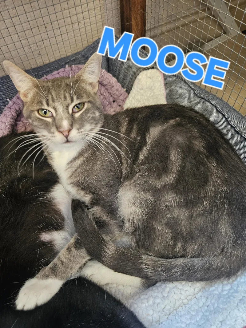 A baby medium-sized male Tabby (Gray / Blue / Silver) Domestic Short Hair cat named Moose for adoption in Orange, CA