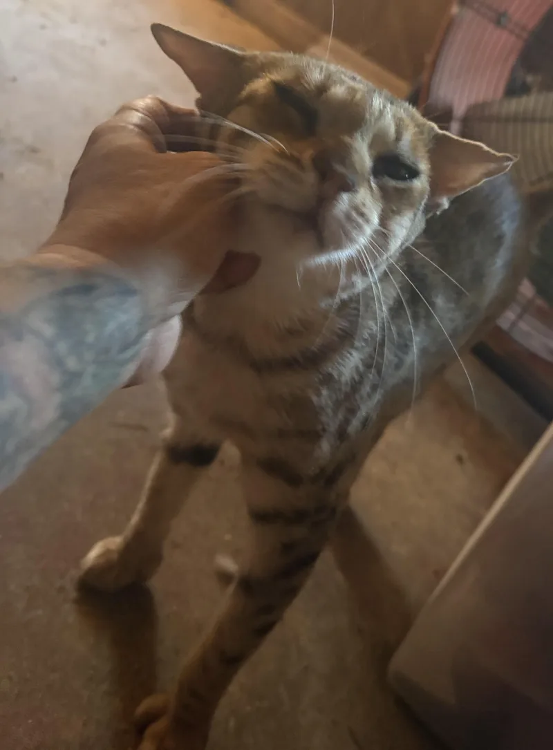An adult large-sized female Bengal cat named Catniss for adoption in Lakehead, CA