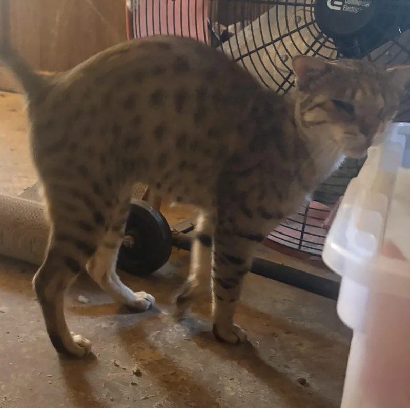 Catniss thumbnail 2