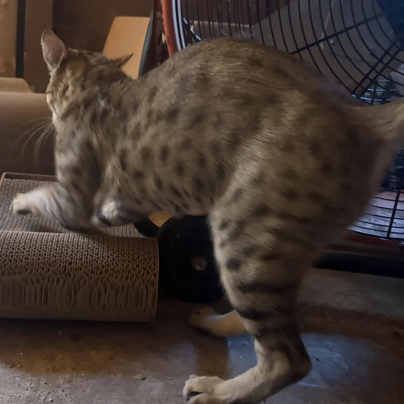 Catniss thumbnail 4