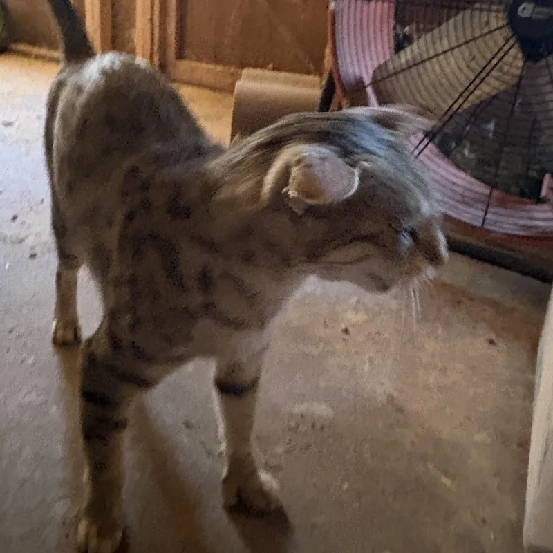 Catniss thumbnail 5