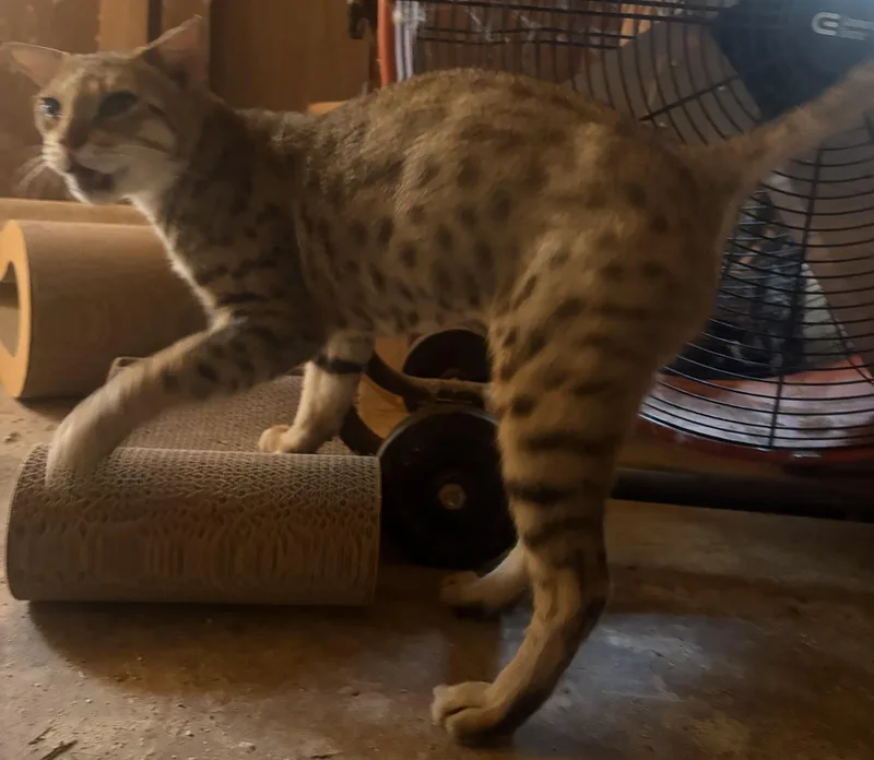 Catniss thumbnail 6