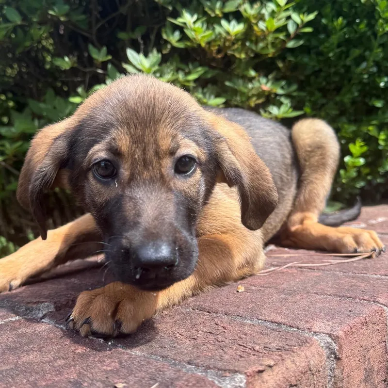 A baby medium-sized female Brown / Chocolate Redbone Coonhound dog named Honey for adoption in Brownsboro, AL