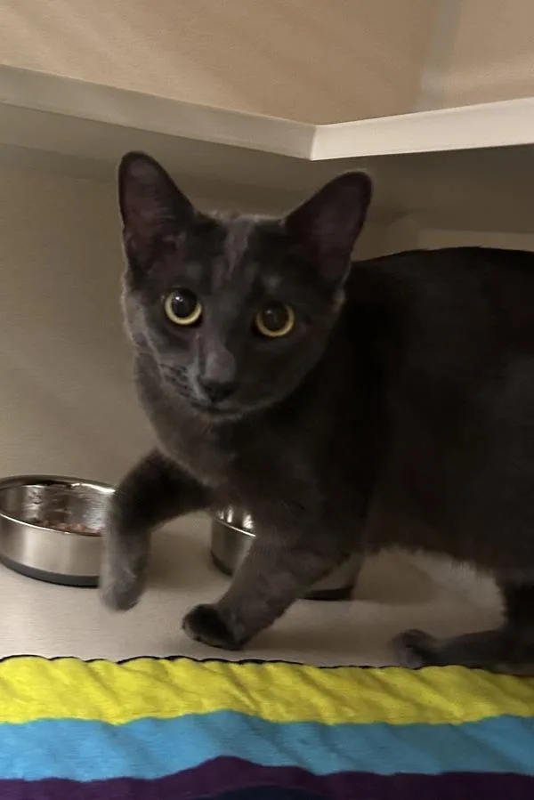 A young medium-sized female Domestic Short Hair cat named Lollypop for adoption in Silverdale, WA