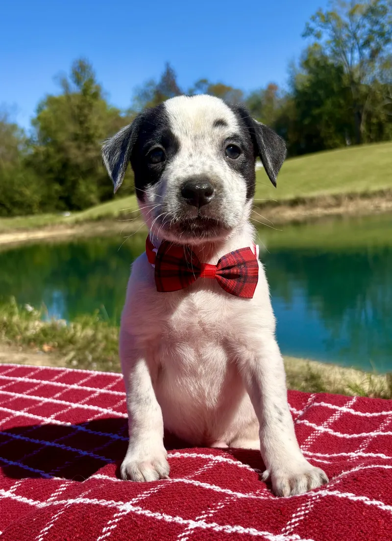 A baby medium-sized male Black Pointer dog named Billy Dale for adoption in Pittsboro, NC