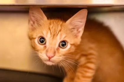 A baby small-sized male Domestic Short Hair cat named Simba for adoption in Dothan, AL
