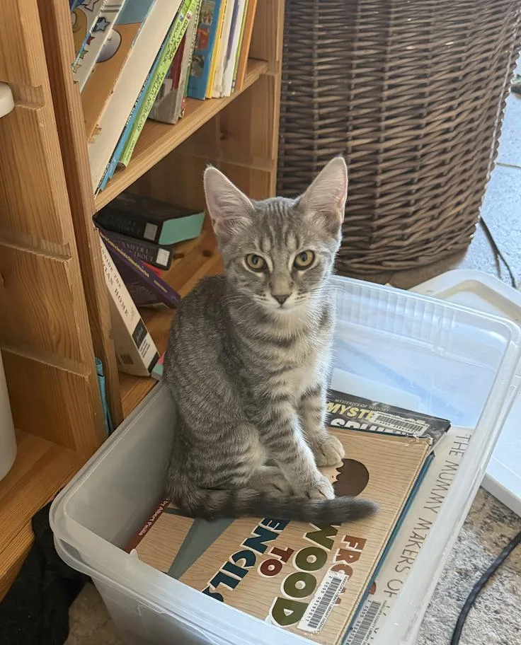 A baby medium-sized female Tabby cat named Marshmallow for adoption in Chandler, AZ
