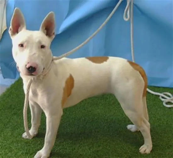 A young medium-sized female Bull Terrier dog named Nova for adoption in Gardena, CA