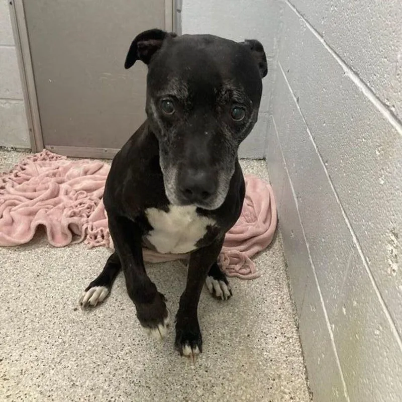 A senior medium-sized male Bicolor Pit Bull Terrier dog named Rocky for adoption in Lake Havasu City, AZ