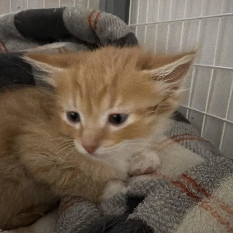 A baby small-sized male Orange / Red Domestic Long Hair cat named Martin Short for adoption in Escondido, CA