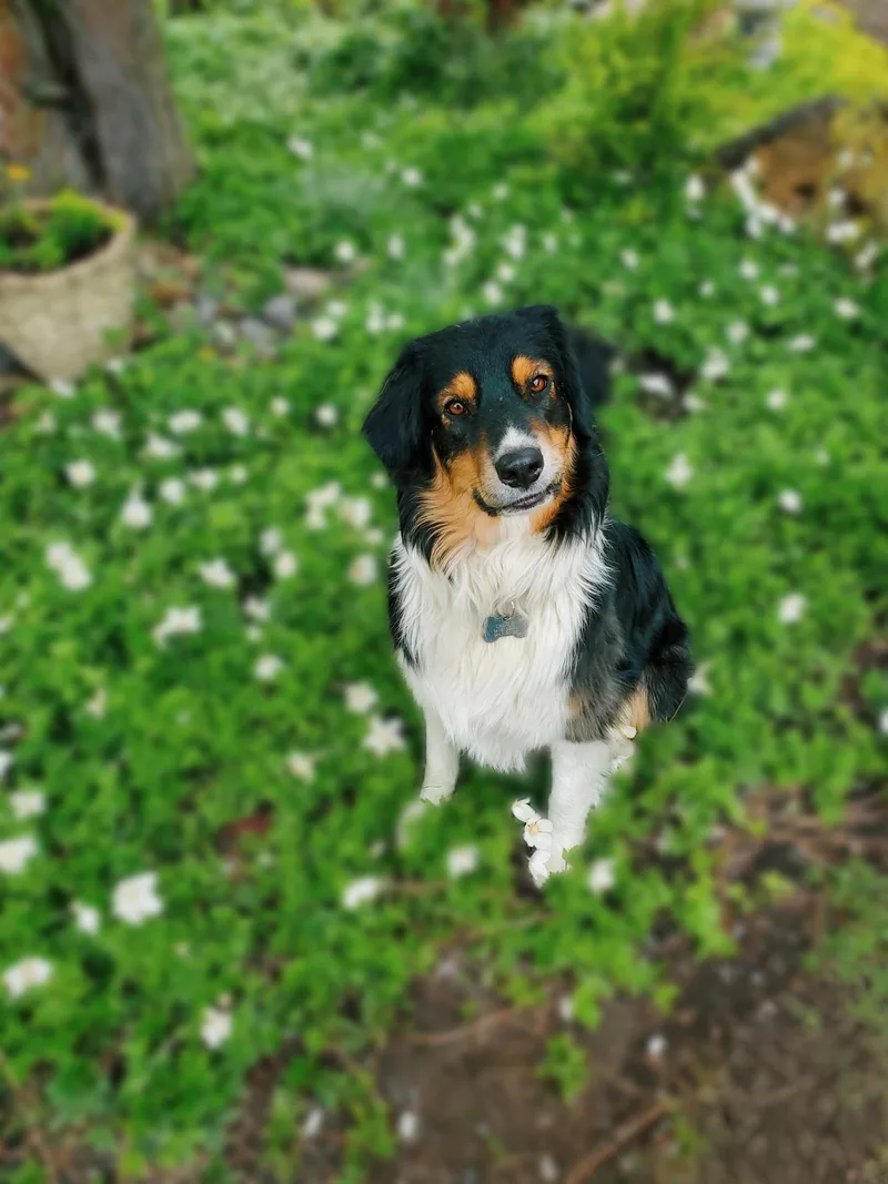 Charlie Boots thumbnail 3