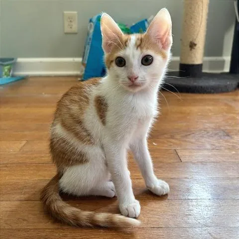 A baby small-sized female Domestic Short Hair cat named Crayola for adoption in Gibsonia, PA