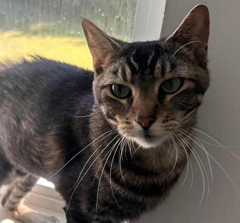 An adult medium-sized female Domestic Short Hair cat named Cuddles for adoption in Darien, GA