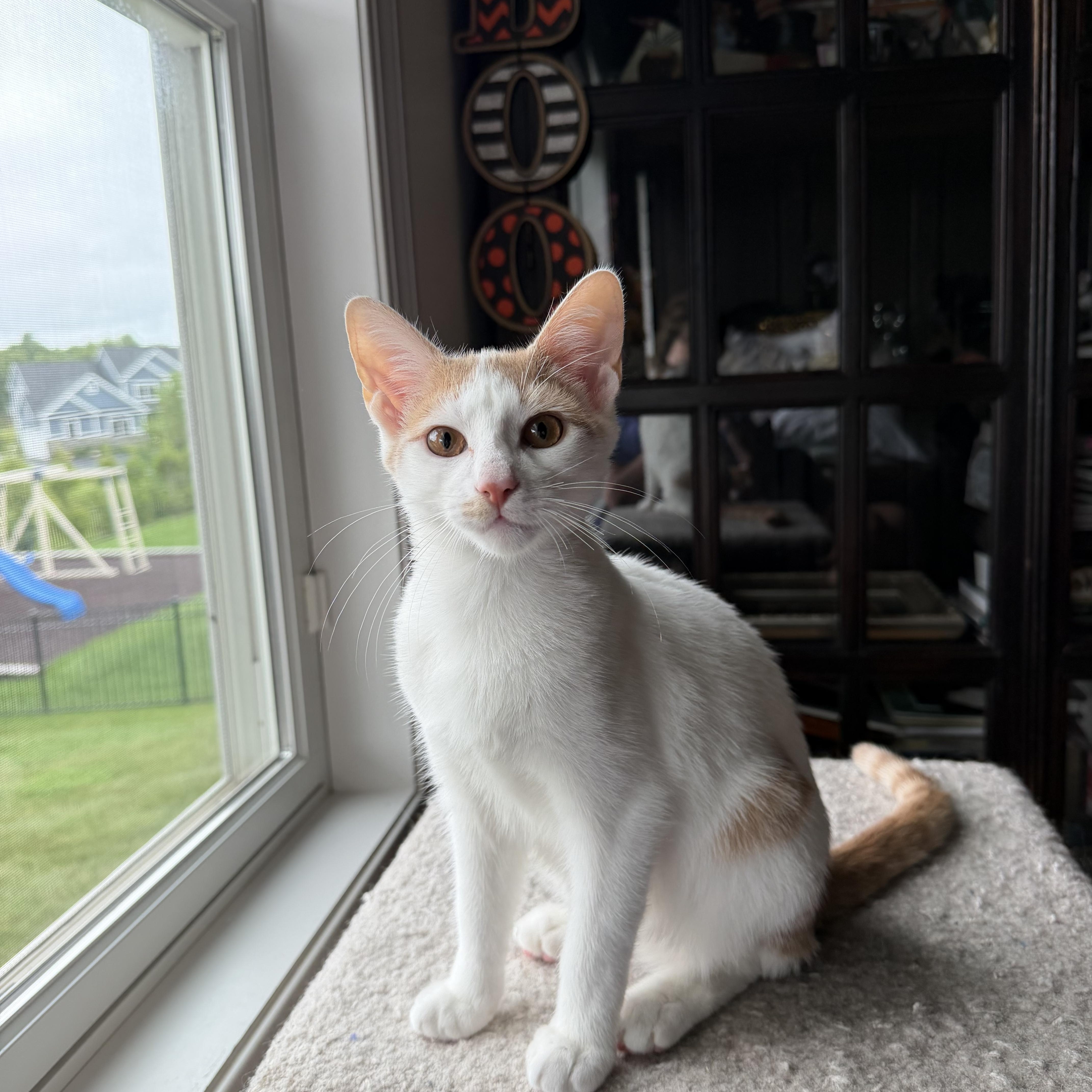 A baby medium-sized male Buff & White Domestic Short Hair cat named Leonardo for adoption in Hudson, NY