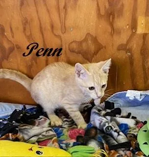 A baby medium-sized male Tabby (Buff / Tan / Fawn) Tabby cat named Penn for adoption in Southern Pines, NC