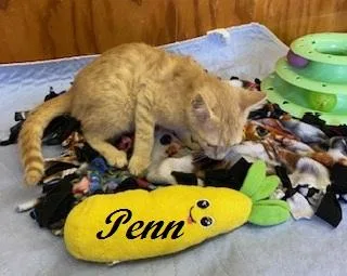 Penn thumbnail 2