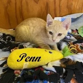Penn thumbnail 3
