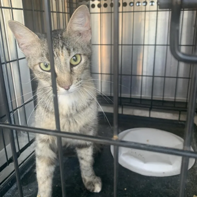 An adult small-sized female Gray / Blue / Silver Domestic Short Hair cat named Kitkat for adoption in Buchanan Dam, TX
