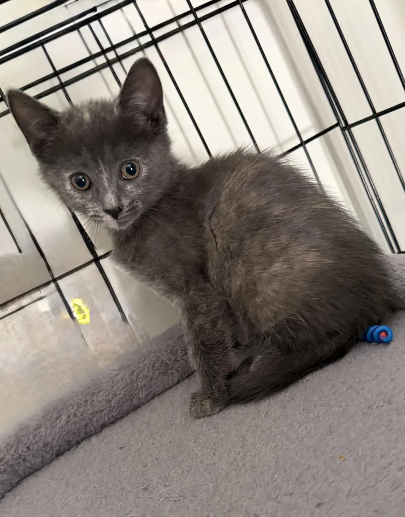 A baby medium-sized female Tortoiseshell Dilute Tortoiseshell cat named Leah for adoption in Kenhorst, PA