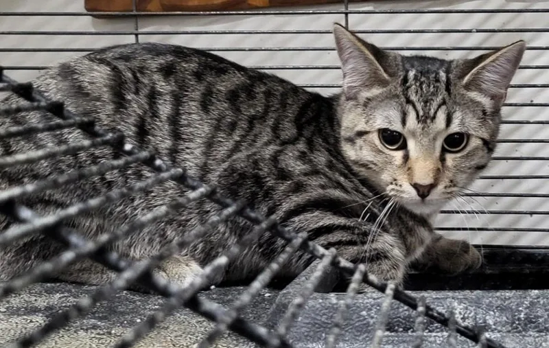 Paddington thumbnail 2