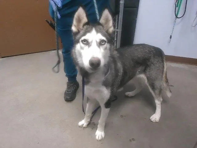 An adult large-sized female Husky dog named Sweet Tea for adoption in Phoenix, AZ