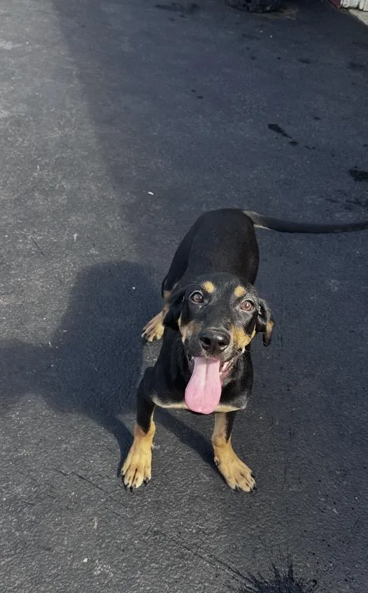 A baby medium-sized female Black Doberman Pinscher dog named Trinity for adoption in Wonder Lake, IL
