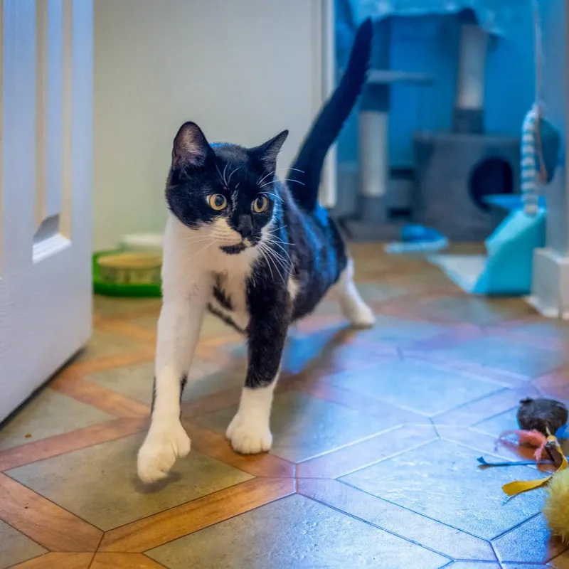 A young large-sized female Black Tuxedo cat named Kenzie for adoption in HANSON, MA