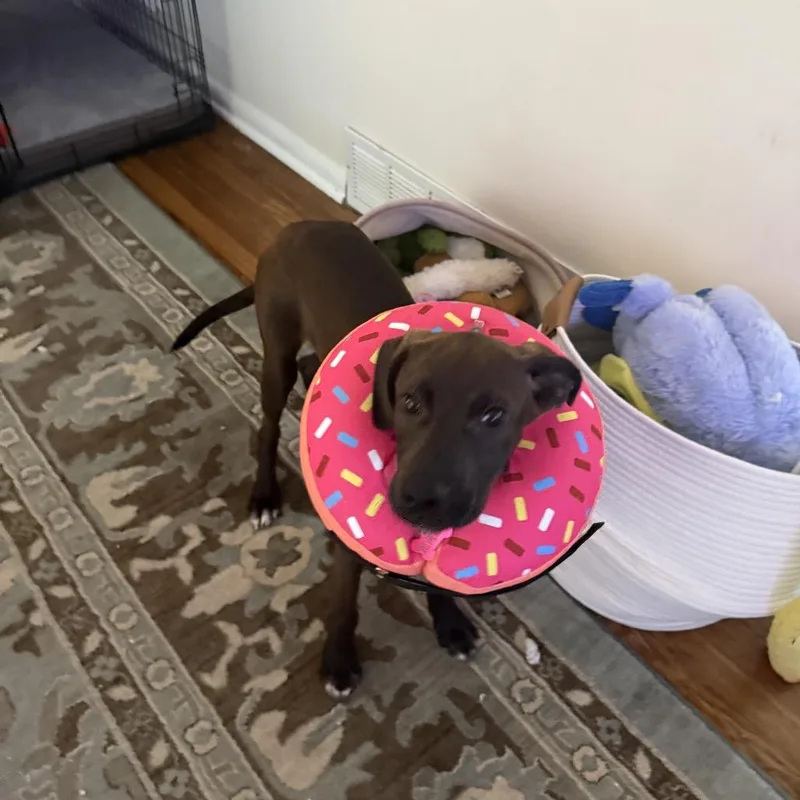 Hershey thumbnail 6