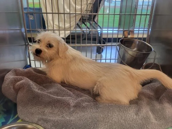 A young small-sized male Terrier dog named Pen C Cody for adoption in Lawrenceville, GA
